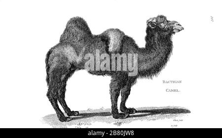 Cammello di Bactriano (Camelus bactrianus) di zoologia generale, o, storia naturale Sistematica Vol II Parte 2 di Mammalia, di Shaw, George, 1751-1813; Stephens, James Francis, 1792-1853; Heath, Charles, 1785-1848, incisore; Griffith, signora, incisore; Chappelow. Copperplate Stampato a Londra nel 1801 da G. Kearsley Foto Stock