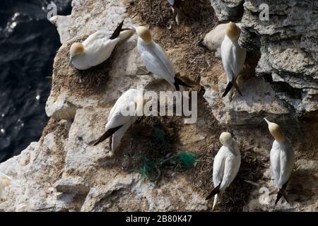 Gannets sulla sporgenza della scogliera, Isole di Orkney Foto Stock