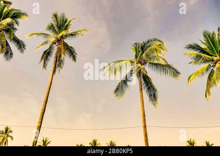 Immagine ad angolo basso delle belle palme sotto il grigio sunset sky - perfetto per uno sfondo Foto Stock