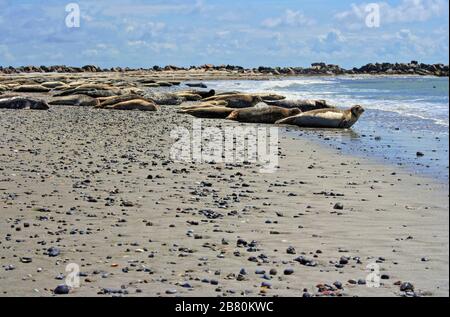 Foche comuni e foche grigie sulla spiaggia di Helgoland, Mare del Nord, Germania del Nord Foto Stock