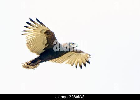 Aquila di serpente marrone (circaetus cinereus), adulto in volo, Gambia. Foto Stock