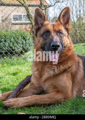 Ritratto di un Pastore tedesco, 3 anni, ritratto, di fronte. Sdraiati in erba, Frisia Paesi Bassi Foto Stock