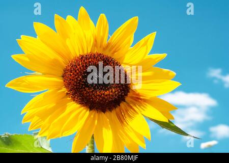 Meraviglioso girasole giallo sotto il cielo blu estivo, con spazio copia. Germania Foto Stock