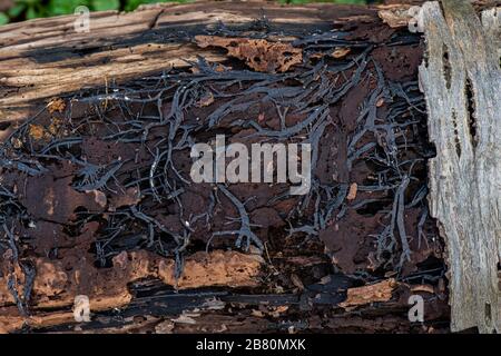 Miele Fungo: Armillaria mellea. Miceli esposti sotto corteccia. Foto Stock