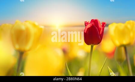 Campo di tulipani con alba. Tulipani gialli e rossi al semaforo posteriore, Germania. Fotografia retroilluminata Foto Stock