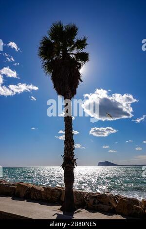 Palme retroilluminate vicino alla cima rocciosa del Penon d'Ifach, Calpe, Calp, Costa Blanca, Spagna Foto Stock