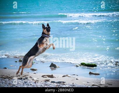 Cane che gioca fuori, cane che salta. Happy jumping cane isolato in blu sfondo mare. Cane pastore tedesco Foto Stock