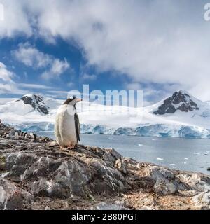 Pinguini in Antartide. Blocco porte. Foto Stock