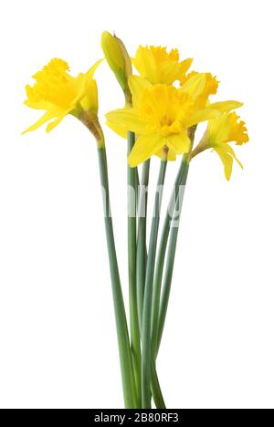 Narcissus (Narzissen, Narcissus, Amaryllidaceae) isolato su sfondo bianco, incluso il percorso di ritaglio. Germania Foto Stock