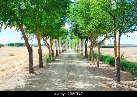 Un corridoio di alberi nel tunnel. Foto Stock