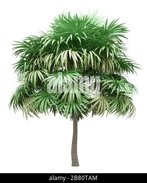 La sterpaglia Palm tree isolati su sfondo bianco. 3d illustrazione Foto Stock