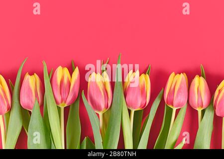 Rosa e giallo tulipano fiori di primavera in una fila in fondo a sfondo rosa colorato con spazio copia vuoto Foto Stock