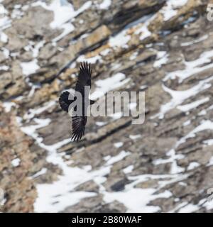 corassone settentrionale (corvus corax) che vola di fronte alla scarpata innevata Foto Stock