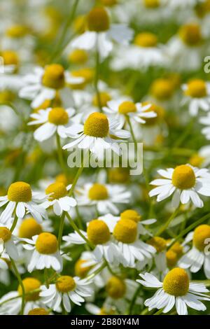 L'erba, Matricaria chamomilla conosciuta anche come camomilla, camomilla, camomilla tedesca, camomilla ungherese (kamilla), camomilla selvatica, camomilla blu Foto Stock