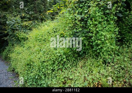 Erbacce di miglio-un-minuto - Persicaria perfoliata Foto Stock
