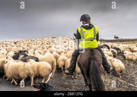 La pecora islandese è scacciata dagli altopiani islandesi alla fine dell'estate Foto Stock