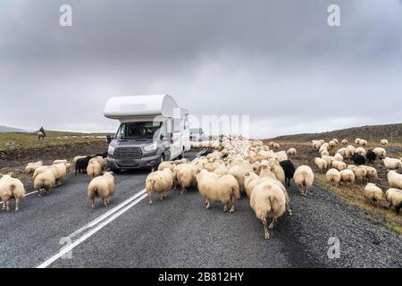 La pecora islandese è scacciata dagli altopiani islandesi alla fine dell'estate Foto Stock