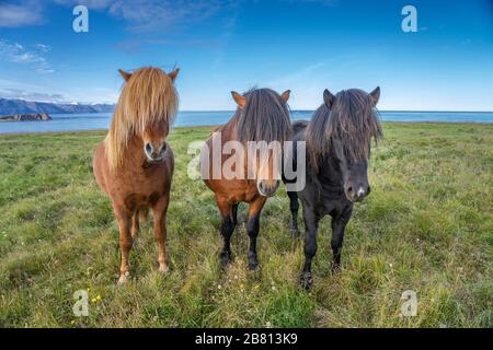 Buffi pony islanda con un taglio di capelli elegante pascolo su un pascolo nel nord Islanda Foto Stock