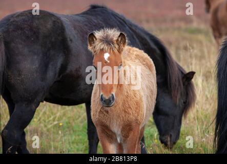 Gregge d'Islanda pony nel nord Islanda pascolo pacificamente su un pascolo autunnale e proteggere un cavallo bambino Foto Stock