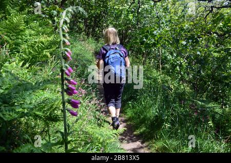 Woman Hiker Walking by Foxglove (Digitalis purpurpurea) sul sentiero attraverso Brownsham Wood vicino sulla costa sud-occidentale percorso, Devon Nord. Inghilterra, Regno Unito. Foto Stock
