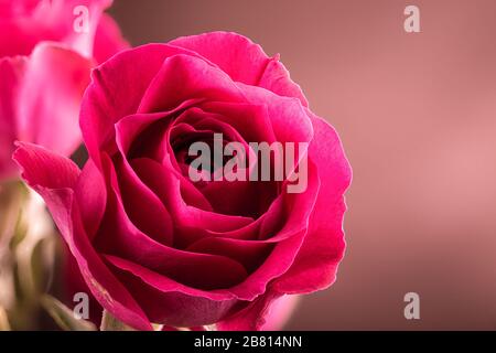 Primo piano di una bella rosa rossa su sfondo marrone con spazio copia Foto Stock