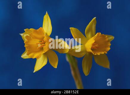 Narcisi in miniatura (Narcissus tete a tete) su sfondo blu. Foto Stock