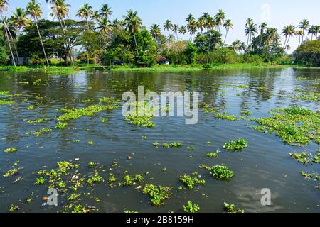 Alapphuzza, Kerala, India - Dicembre 25 2019 - vegetazione sul lago di Vembanad Foto Stock