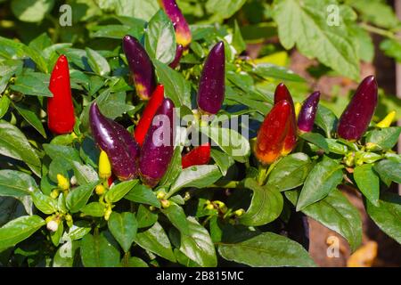 Peperoncini, raccolta autunnale, colore brillante e succoso. Peperoncino rosso caldo su un cespuglio verde, piccoli peperoni jalapeno freschi. Foto Stock