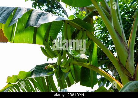 Alapphuzza, Kerala, India - Dicembre 25 2019 - mazzo di banane Foto Stock