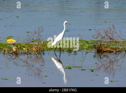 Alapphuzza, Kerala, India - Dicembre 25 2019 - UNA grande egretta passeggiate Foto Stock