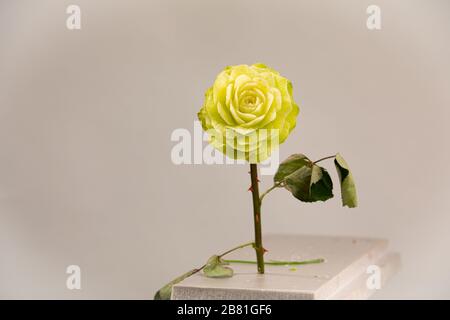 rosa scolpita su sfondo grigio. l'arte intagliata. rosa gialla Foto Stock