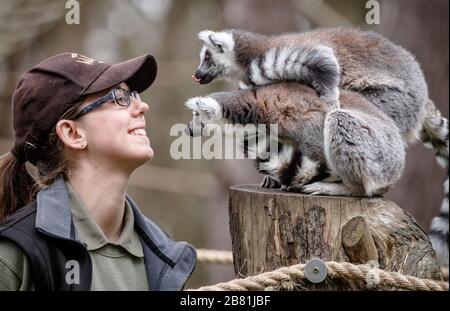 Keeper Amy Wright con i lemuri allo Yorkshire Wildlife Park di Doncaster, dove il parco rimane ancora aperto al pubblico mentre il coronavirus continua a colpire il Regno Unito. Foto Stock