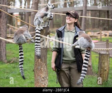 Keeper Amy Wright con i lemuri allo Yorkshire Wildlife Park di Doncaster, dove il parco rimane ancora aperto al pubblico mentre il coronavirus continua a colpire il Regno Unito. Foto Stock