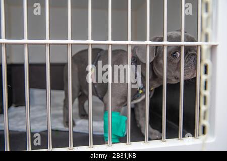 cane in una gabbia in una clinica veterinaria in attesa di un intervento chirurgico Foto Stock