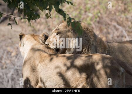 Ritratto di un leone maschile asiatico e leonessa che è cudly Foto Stock