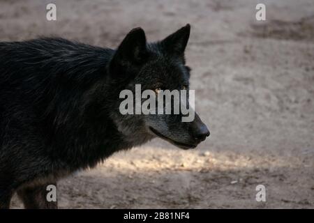 Ritratto di faccia di un bel lupo nero nordoccidentale al tramonto Foto Stock