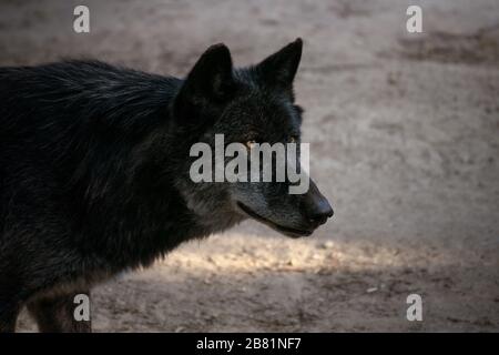 Ritratto di faccia di un bel lupo nero nordoccidentale al tramonto Foto Stock