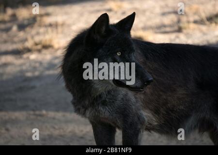 Ritratto di faccia di un bel lupo nero nordoccidentale al tramonto Foto Stock