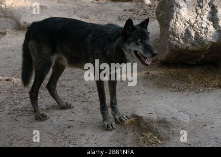 Ritratto di un bel lupo nero nordoccidentale al tramonto nella natura selvaggia Foto Stock