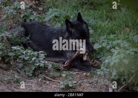 Ritratto di un bel lupo nero nordoccidentale che mangia una gamba di maiale in natura Foto Stock