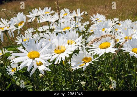 Primo piano di fiori bianchi di Ox-Eye Daisies (Leucanthemum vulgare) che crescono selvaggi. Isola di Anglesey, Galles del Nord, Regno Unito, Gran Bretagna Foto Stock