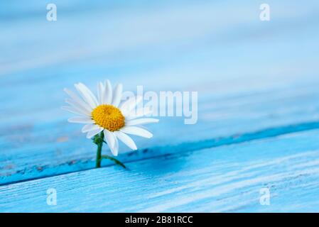 primo piano di un fiore a margherita su una superficie rustica di legno blu con un po' di spazio vuoto sulla destra Foto Stock