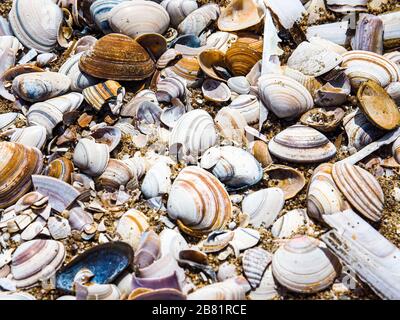 conchiglie sulla riva Foto Stock