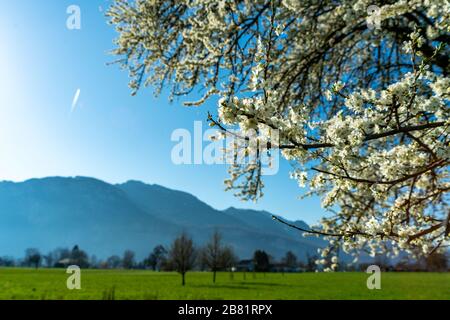 Fiori di ciliegio, Kirschblüten, Zweige mit Kirschblüten, Kirschbaum, Frühling in Dornbirn, Vorarlberg, Austria, Österreich Foto Stock