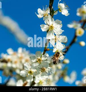 Fiori di ciliegio, Kirschblüten, Zweige mit Kirschblüten, Kirschbaum, Frühling in Dornbirn, Vorarlberg, Austria, Österreich Foto Stock