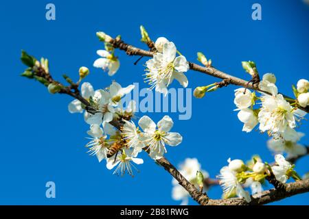 Fiori di ciliegio, Kirschblüten, Zweige mit Kirschblüten, Kirschbaum, Frühling in Dornbirn, Vorarlberg, Austria, Österreich Foto Stock