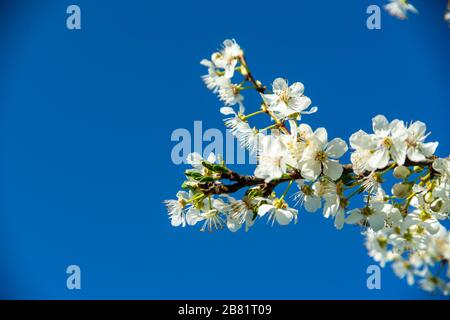 Fiori di ciliegio, Kirschblüten, Zweige mit Kirschblüten, Kirschbaum, Frühling in Dornbirn, Vorarlberg, Austria, Österreich Foto Stock