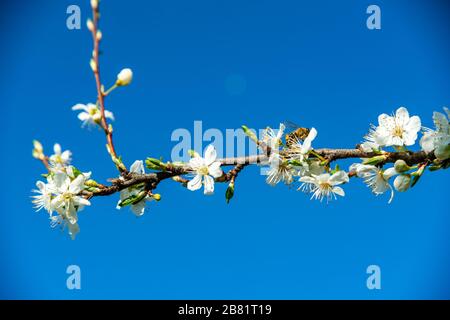 Fiori di ciliegio, Kirschblüten, Zweige mit Kirschblüten, Kirschbaum, Frühling in Dornbirn, Vorarlberg, Austria, Österreich Foto Stock
