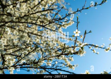 Fiori di ciliegio, Kirschblüten, Zweige mit Kirschblüten, Kirschbaum, Frühling in Dornbirn, Vorarlberg, Austria, Österreich Foto Stock