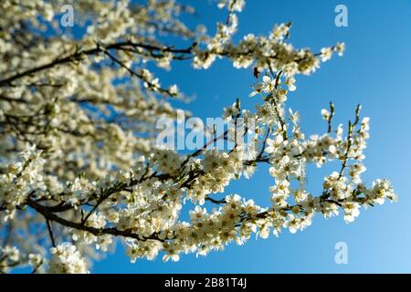 Fiori di ciliegio, Kirschblüten, Zweige mit Kirschblüten, Kirschbaum, Frühling in Dornbirn, Vorarlberg, Austria, Österreich Foto Stock